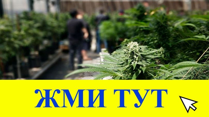 Купить наркотики в Змеиногорске